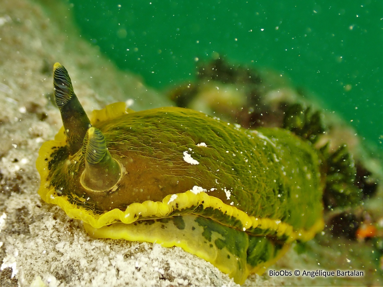 Doris marbrée - Dendrodoris limbata - Angélique Bartalan - BioObs