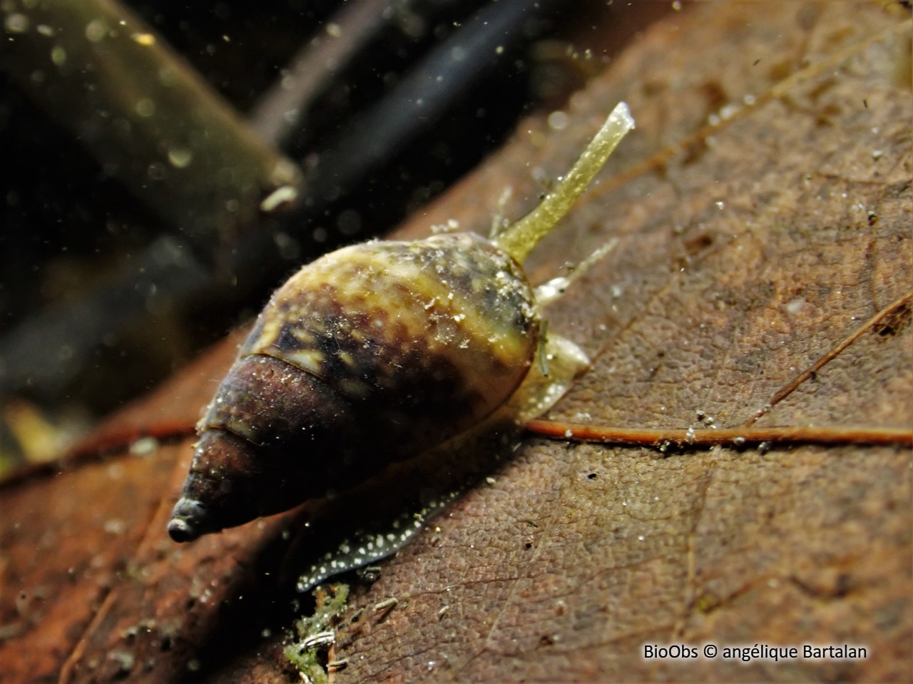 Tritia corniculum - Tritia corniculum - angélique Bartalan - BioObs