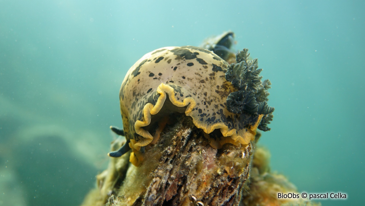 Doris marbrée - Dendrodoris limbata - pascal Celka - BioObs