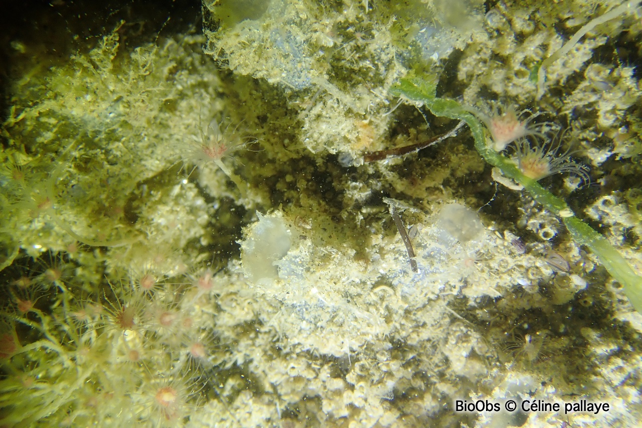 Molgule de Manhattan - Molgula manhattensis - Céline pallaye - BioObs