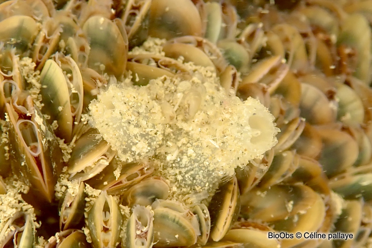 Molgule de Manhattan - Molgula manhattensis - Céline pallaye - BioObs