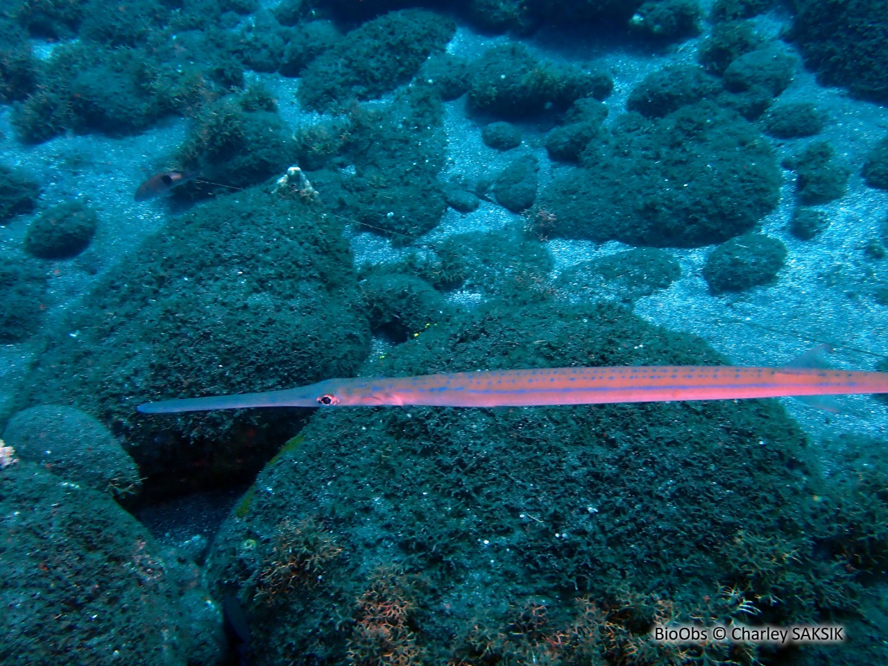 Poisson-flûte à taches bleues - Fistularia commersonii - Charley SAKSIK - BioObs