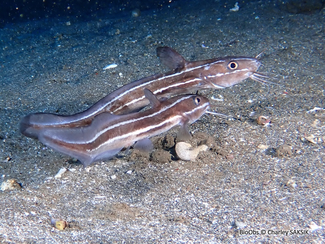 Poisson-chat rayé - Plotosus lineatus - Charley SAKSIK - BioObs