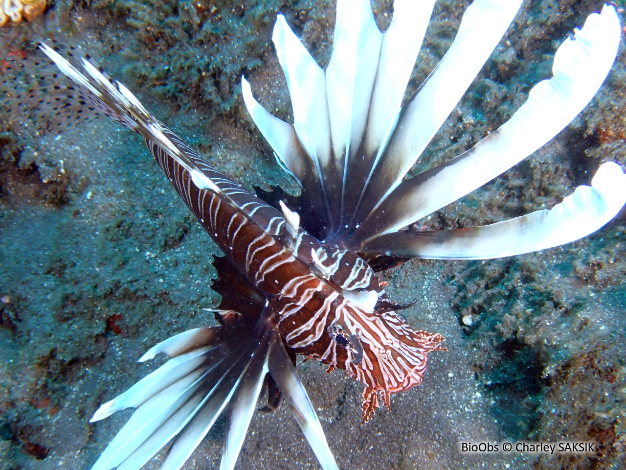 Rascasse volante de l'océan Indien - Pterois miles - Charley SAKSIK - BioObs