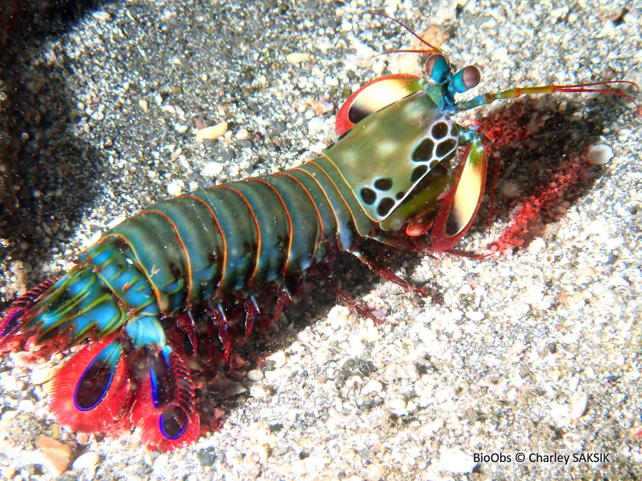 Mante de mer paon - Odontodactylus scyllarus - Charley SAKSIK - BioObs