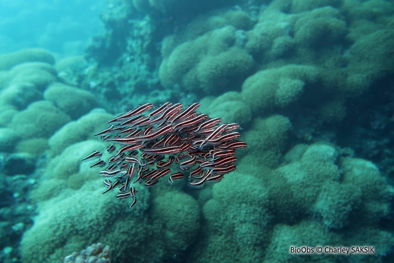 Poisson-chat rayé - Plotosus lineatus - Charley SAKSIK - BioObs