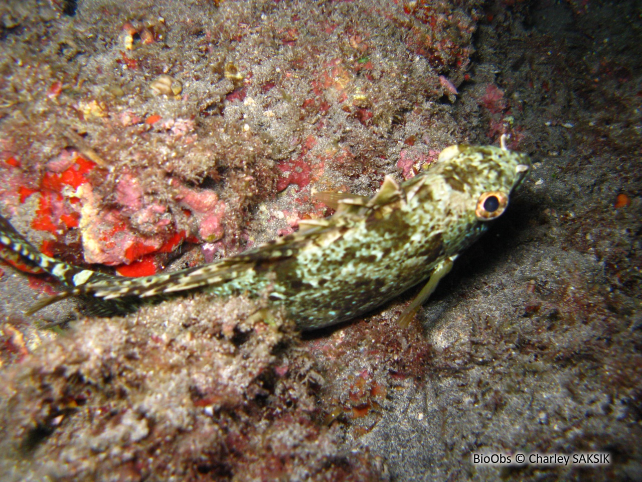 Poisson lapin à queue tronquée - Siganus luridus - Charley SAKSIK - BioObs