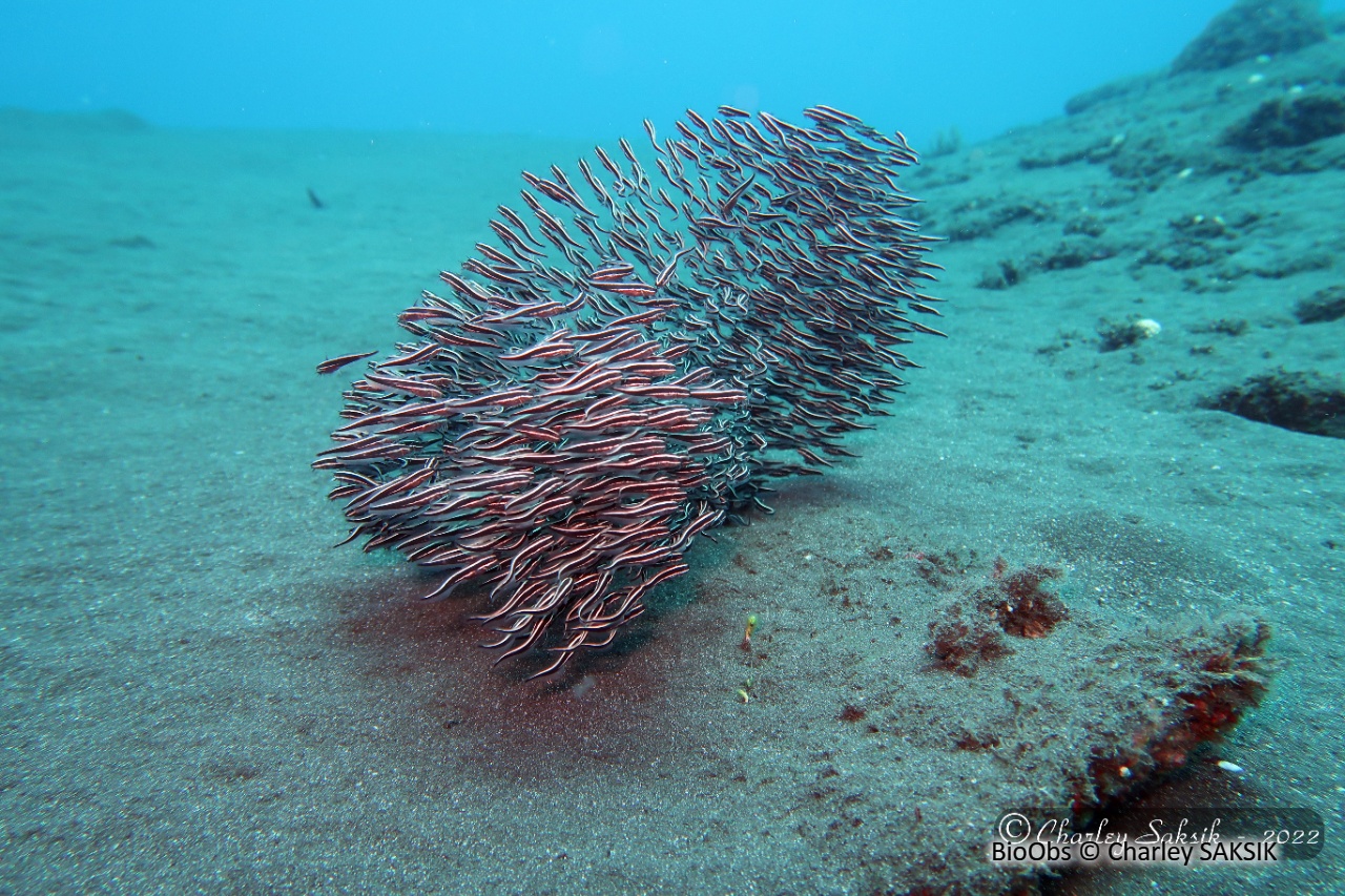 Poisson-chat rayé - Plotosus lineatus - Charley SAKSIK - BioObs