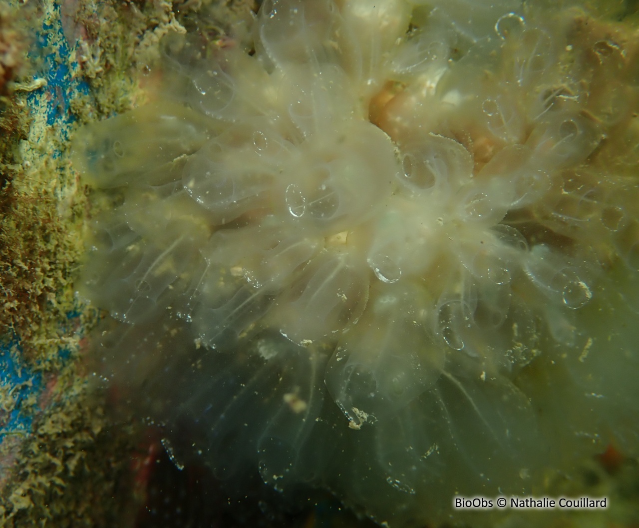 Claveline oblongue - Clavelina oblonga - Nathalie Couillard - BioObs