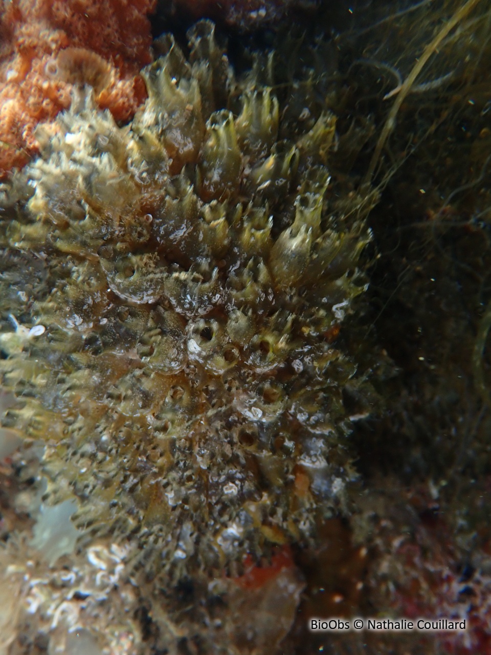 Polyandrocarpe de Zorritos - Polyandrocarpa zorritensis - Nathalie Couillard - BioObs