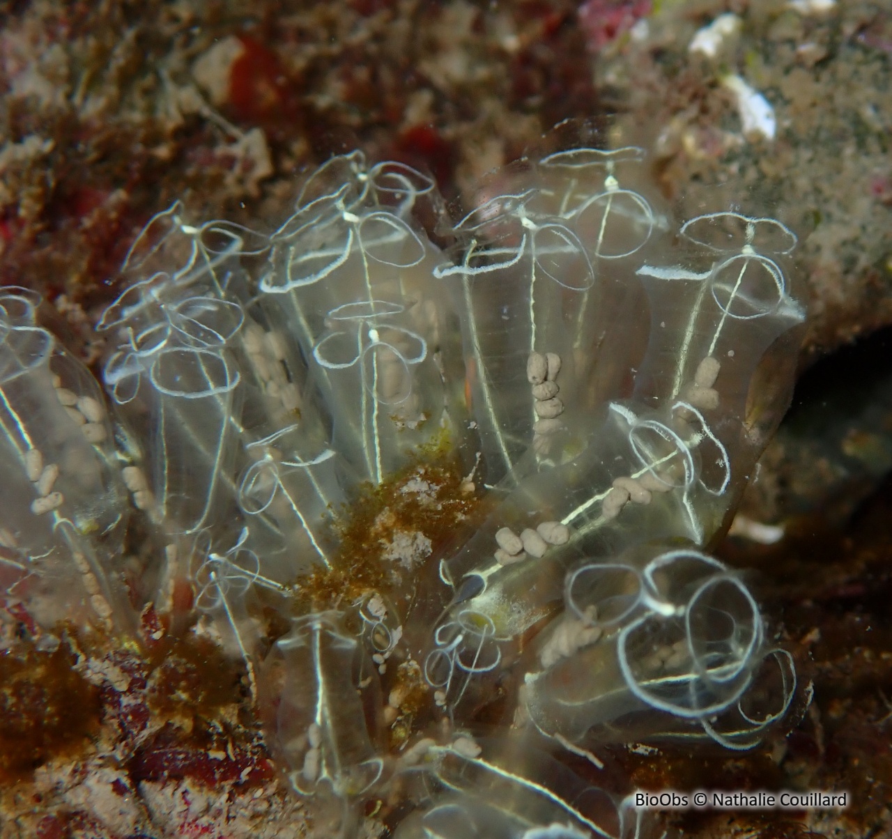Grande claveline - Clavelina lepadiformis - Nathalie Couillard - BioObs