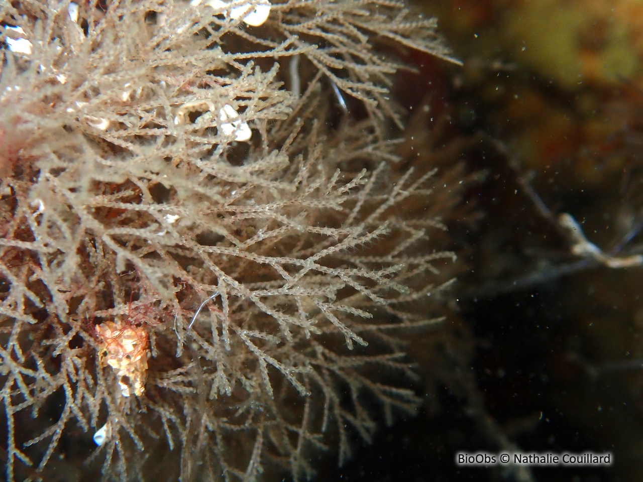 Bugule brune - Bugula neritina - Nathalie Couillard - BioObs