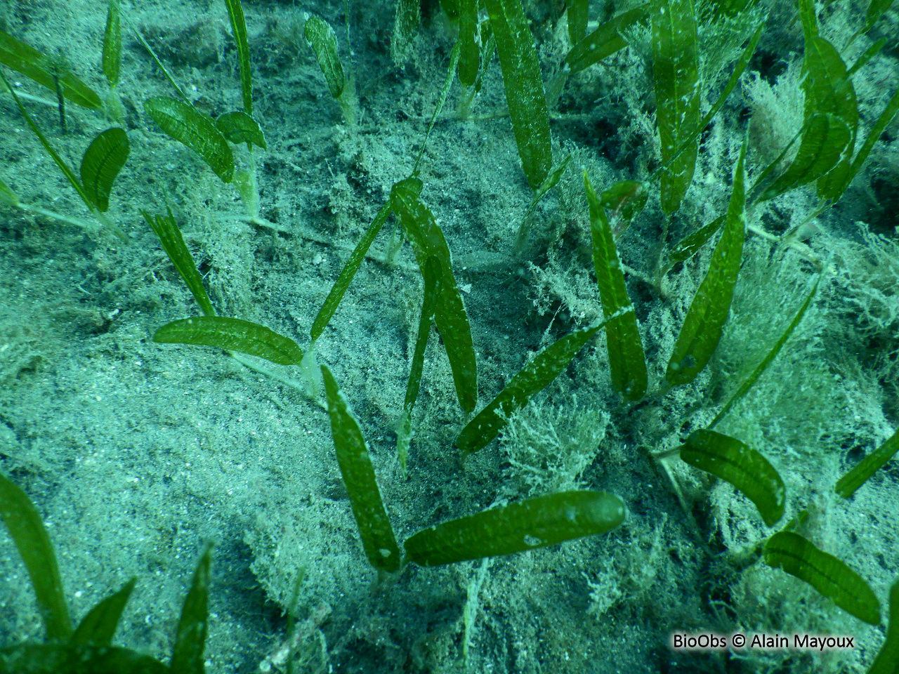 Halophile stipulée - Halophila stipulacea - Alain Mayoux - BioObs