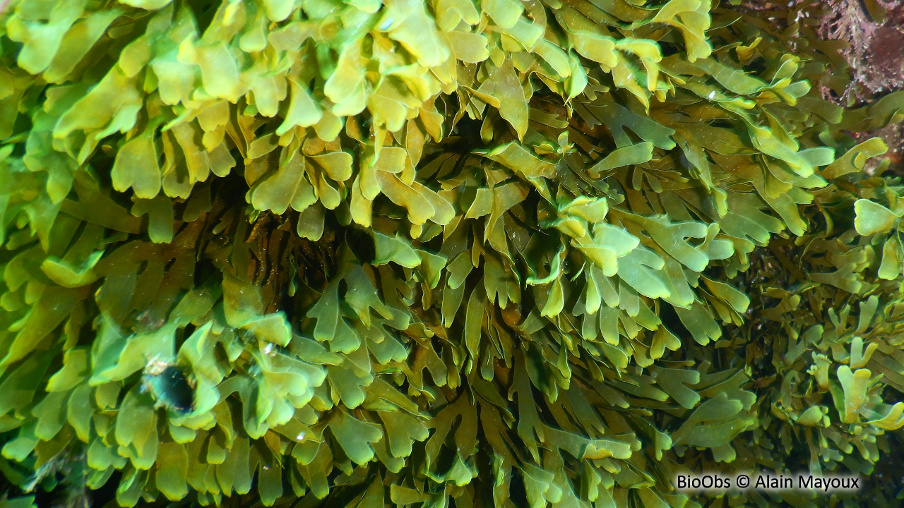 Dictyote d'Okamura - Rugulopteryx okamurae - Alain Mayoux - BioObs