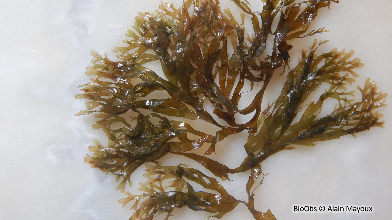 Dictyote d'Okamura - Rugulopteryx okamurae - Alain Mayoux - BioObs