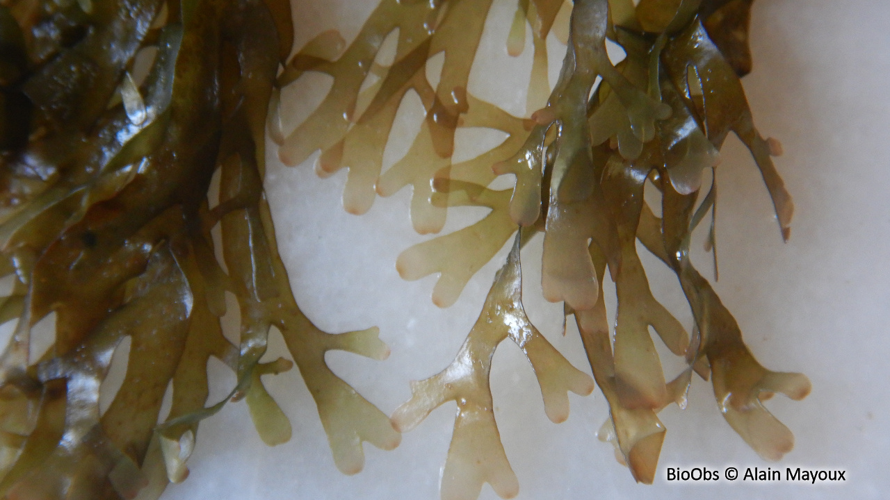 Dictyote d'Okamura - Rugulopteryx okamurae - Alain Mayoux - BioObs