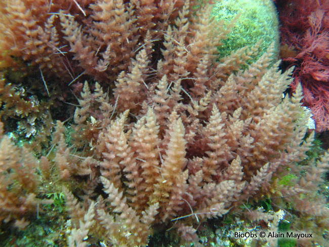 Algue à crochets - Asparagopsis armata - Alain Mayoux - BioObs