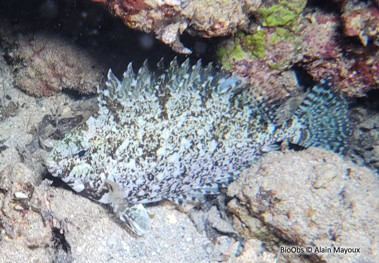 Poisson lapin à queue tronquée - Siganus luridus - Alain Mayoux - BioObs