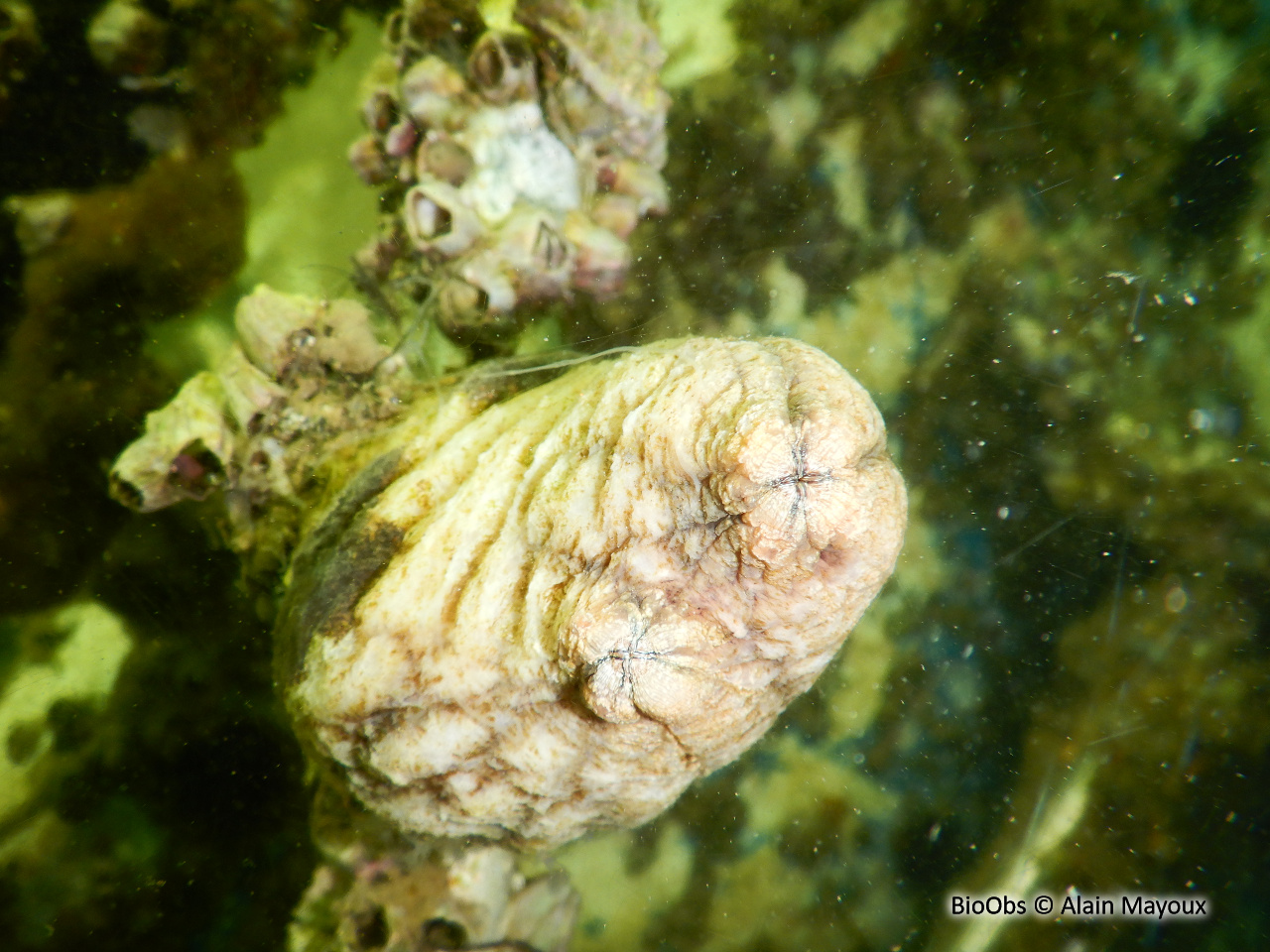 Ascidie plissée - Styela plicata - Alain Mayoux - BioObs