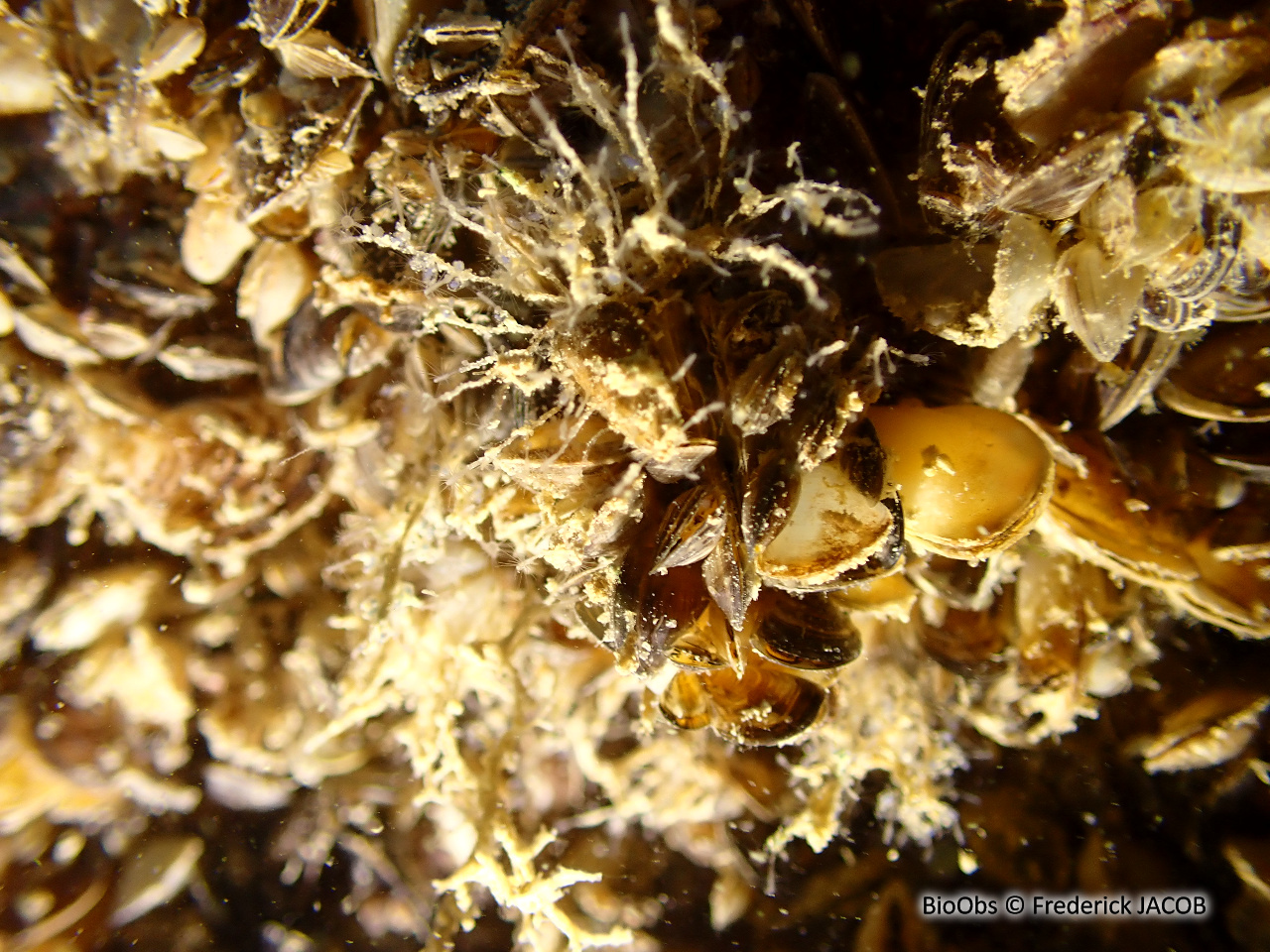 Cordylophore de la Caspienne - Cordylophora caspia - Frederick JACOB - BioObs