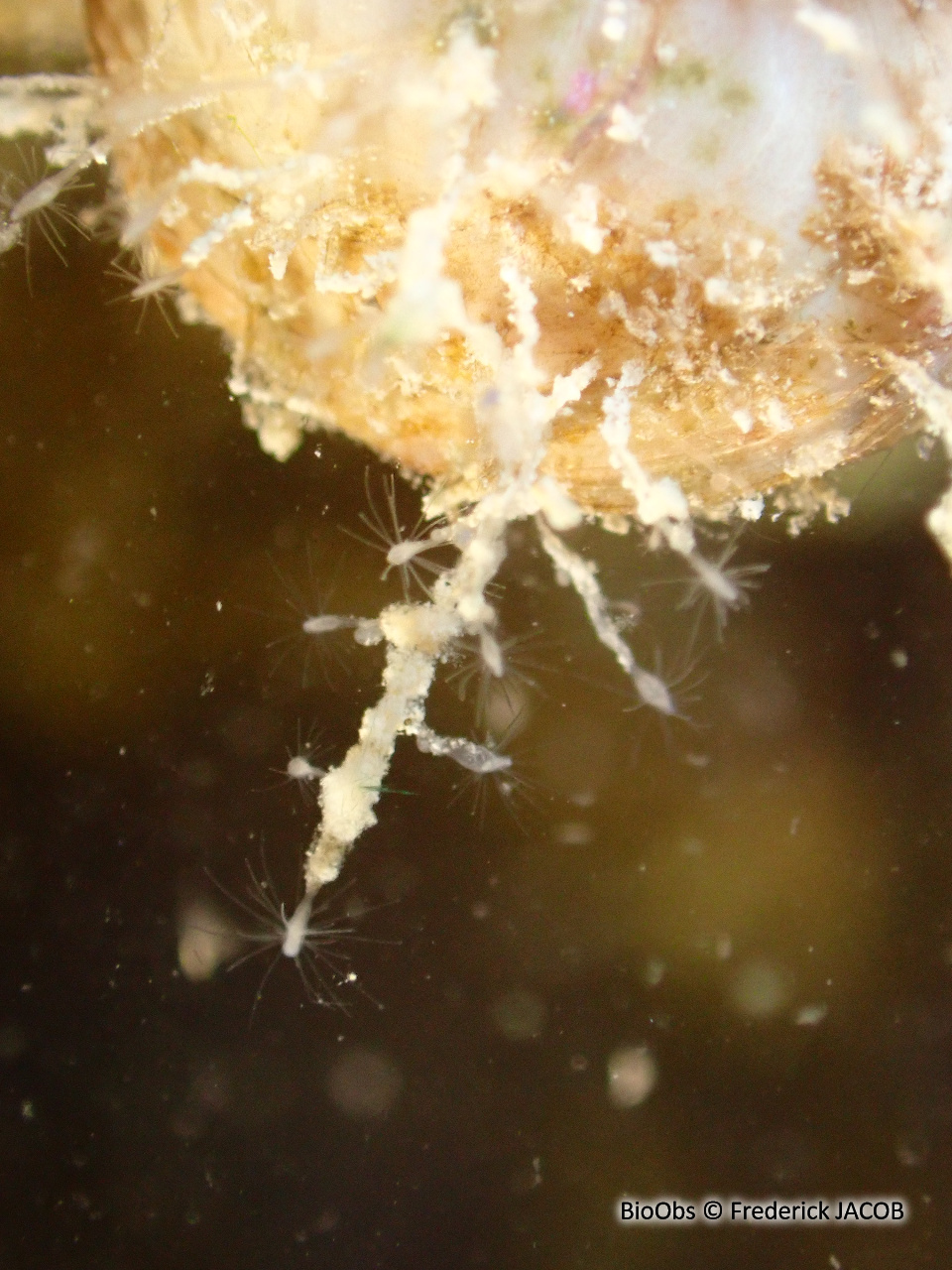 Cordylophore de la Caspienne - Cordylophora caspia - Frederick JACOB - BioObs