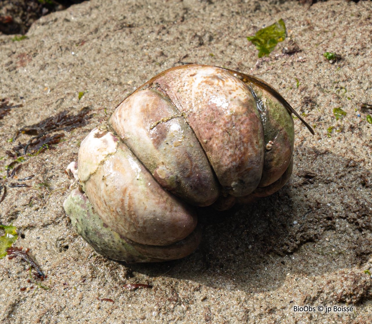 Crépidule - Crepidula fornicata - jp Boissé - BioObs