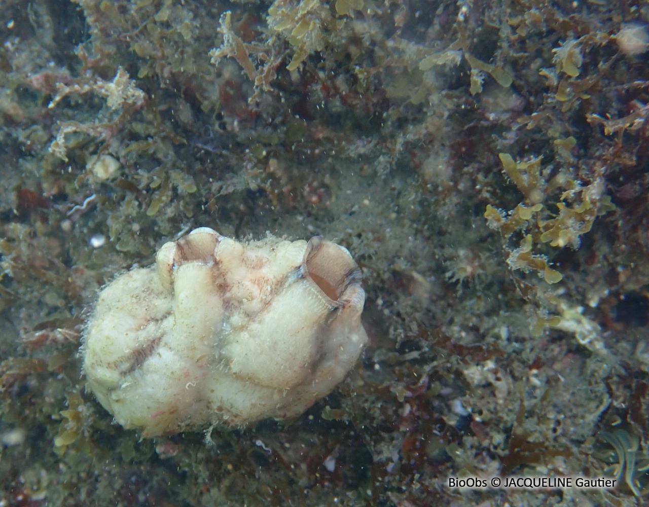 Ascidie plissée - Styela plicata - JACQUELINE Gautier - BioObs