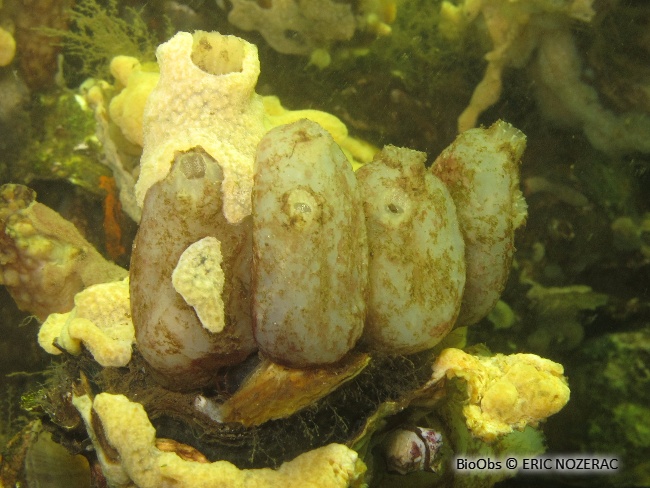 Ascidie sale - Ascidiella aspersa - Eric Nozérac - BioObs