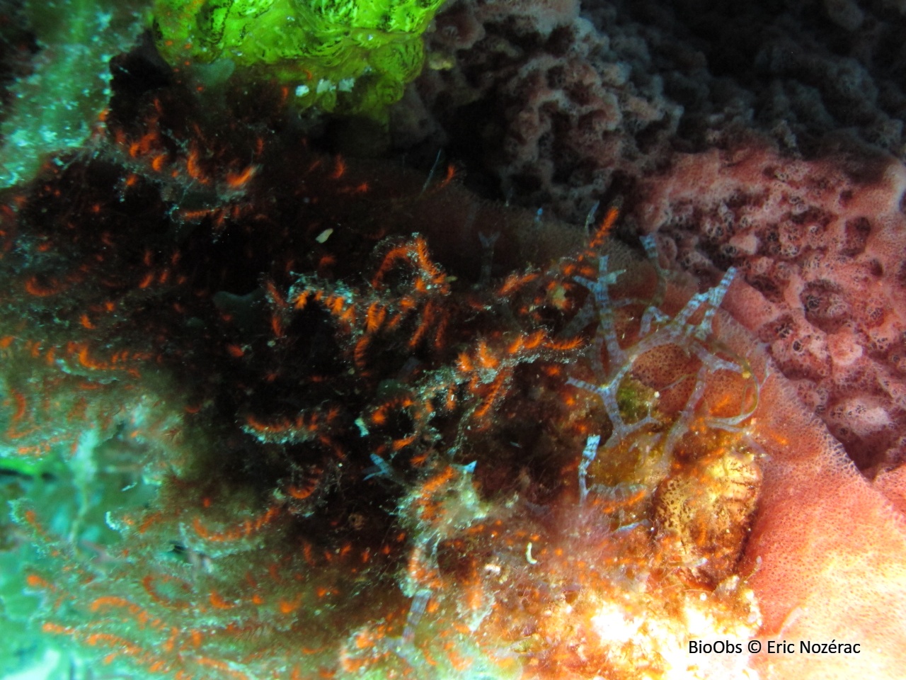 Spongoclonium des Caraïbes - Spongoclonium caribaeum - Eric Nozérac - BioObs
