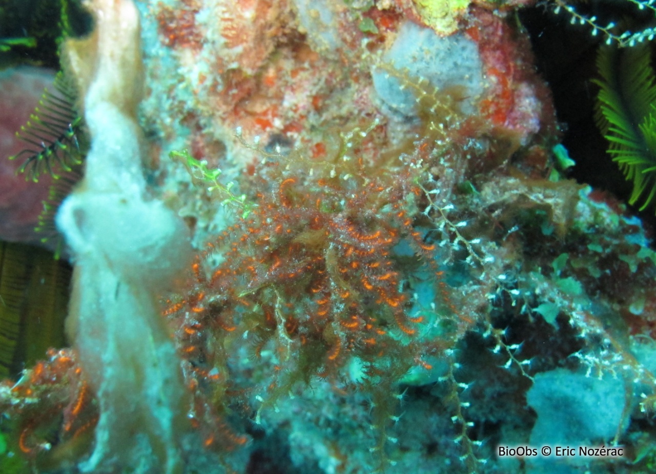 Spongoclonium des Caraïbes - Spongoclonium caribaeum - Eric Nozérac - BioObs