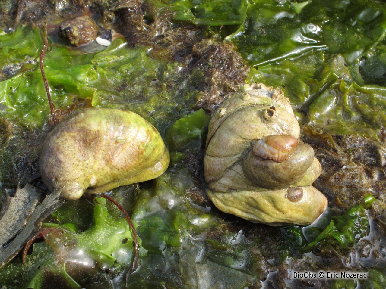 Crépidule - Crepidula fornicata - Eric Nozérac - BioObs