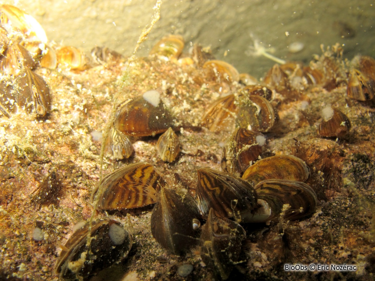 Moule zébrée - Dreissena polymorpha - Eric Nozérac - BioObs