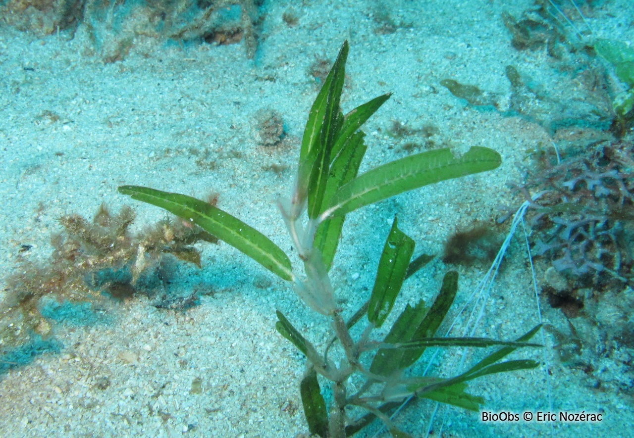 Halophile stipulée - Halophila stipulacea - Eric Nozérac - BioObs