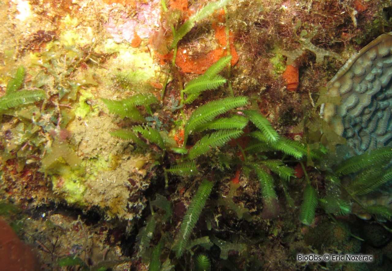 Caulerpe à feuilles d'If - Caulerpa taxifolia - Eric Nozérac - BioObs