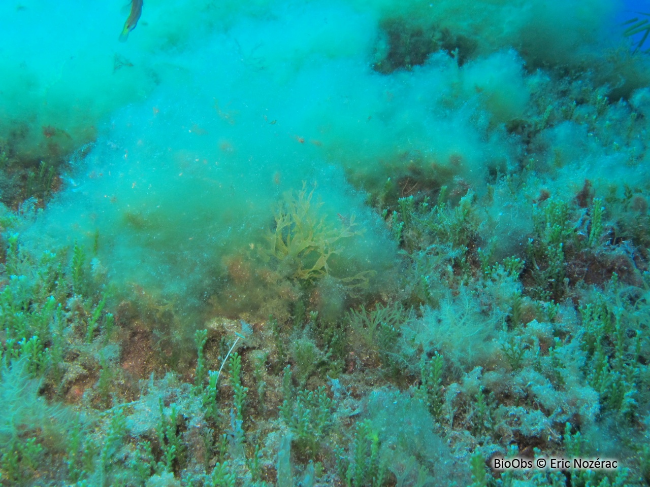 Algues brunes filamenteuses - Acinetospora crinita - Eric Nozérac - BioObs