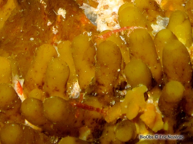 Caprelle japonaise - Caprella mutica - Eric Nozérac - BioObs