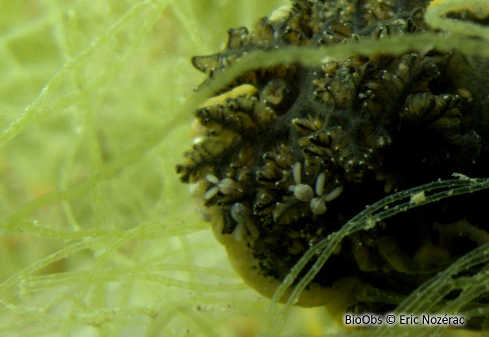 Bunny orange - Doridicola agilis - Eric Nozérac - BioObs