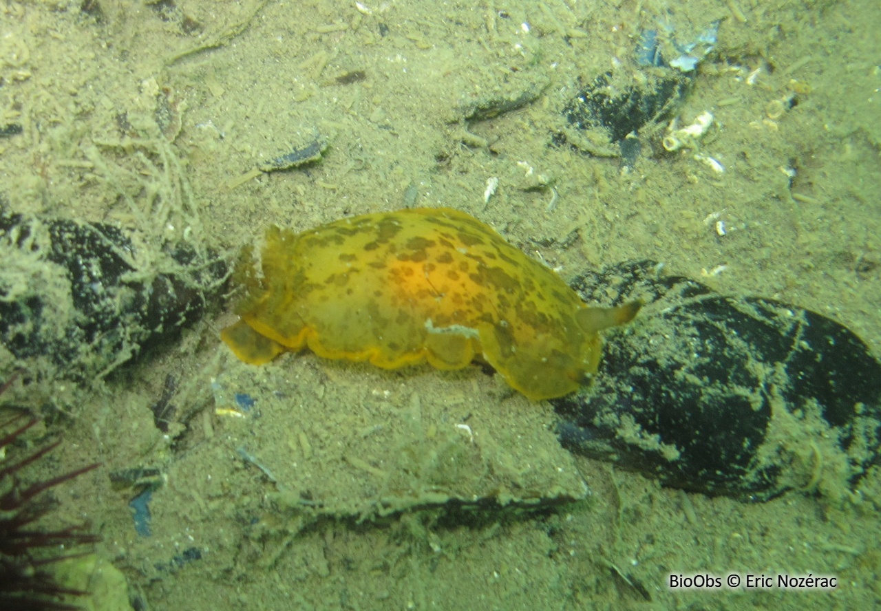 Doris marbrée - Dendrodoris limbata - Eric Nozérac - BioObs
