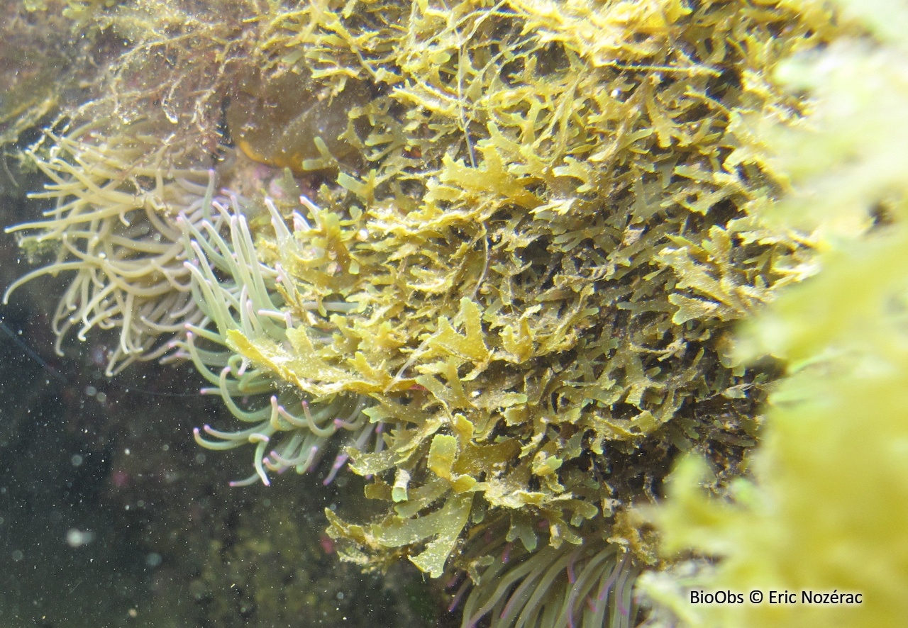 Dictyote d'Okamura - Rugulopteryx okamurae - Eric Nozérac - BioObs