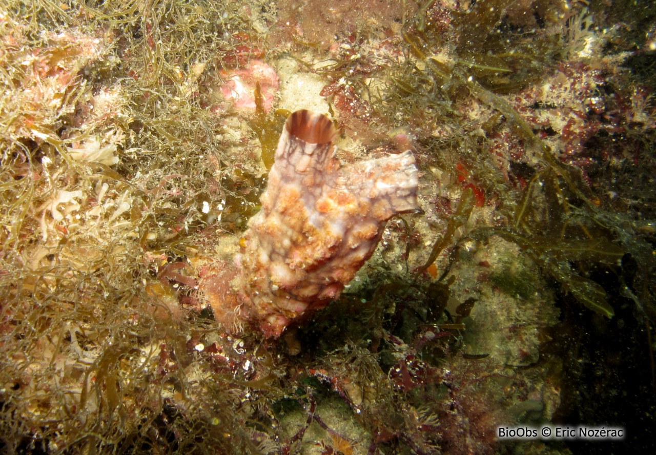 Ascidie japonaise - Styela clava - Eric Nozérac - BioObs