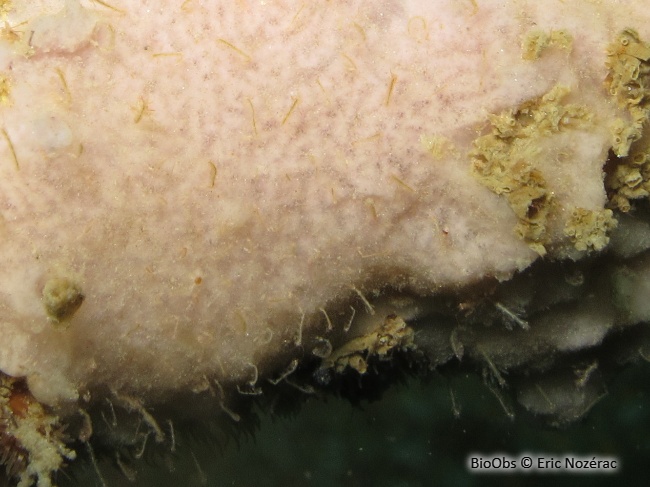 Caprelle japonaise - Caprella mutica - Eric Nozérac - BioObs