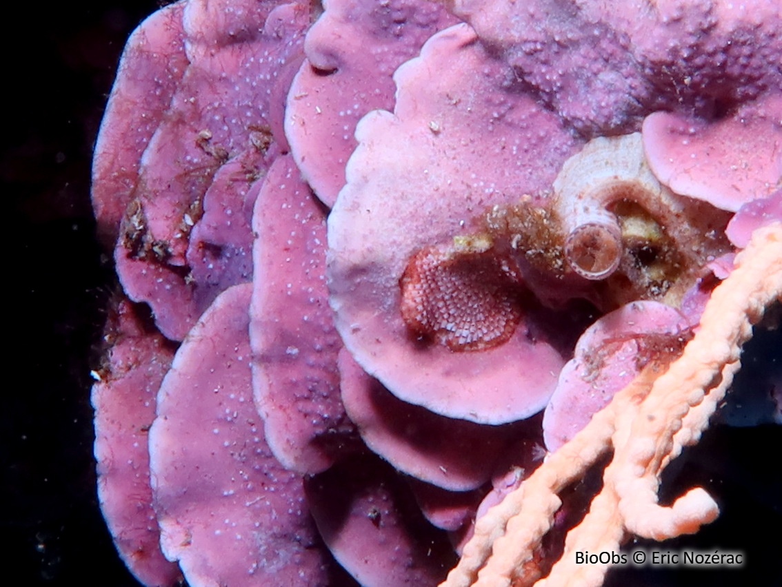 Bryozoaire rouge orange vif à points noirs - Watersipora subtorquata - Eric Nozérac - BioObs
