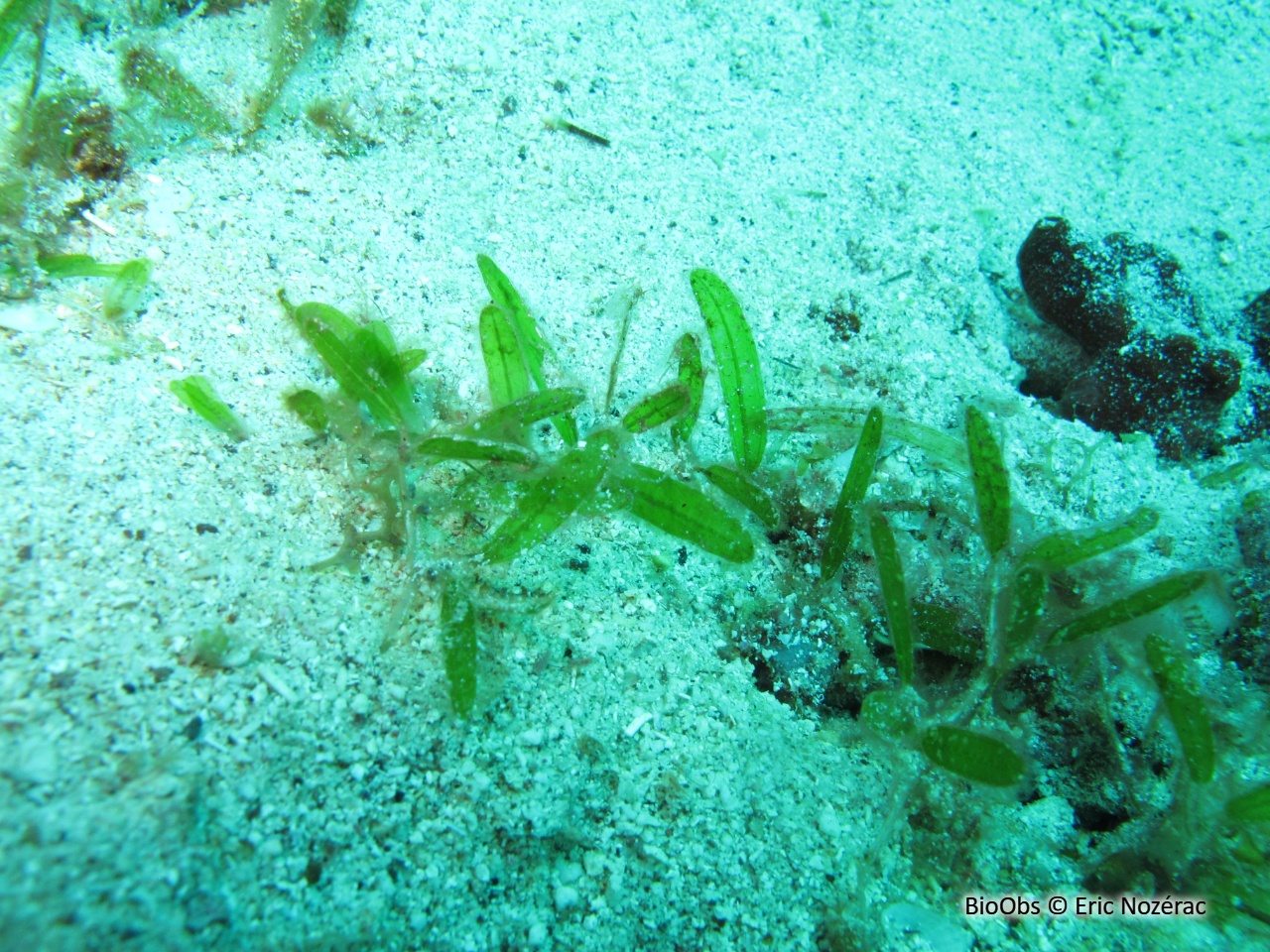 Halophile stipulée - Halophila stipulacea - Eric Nozérac - BioObs