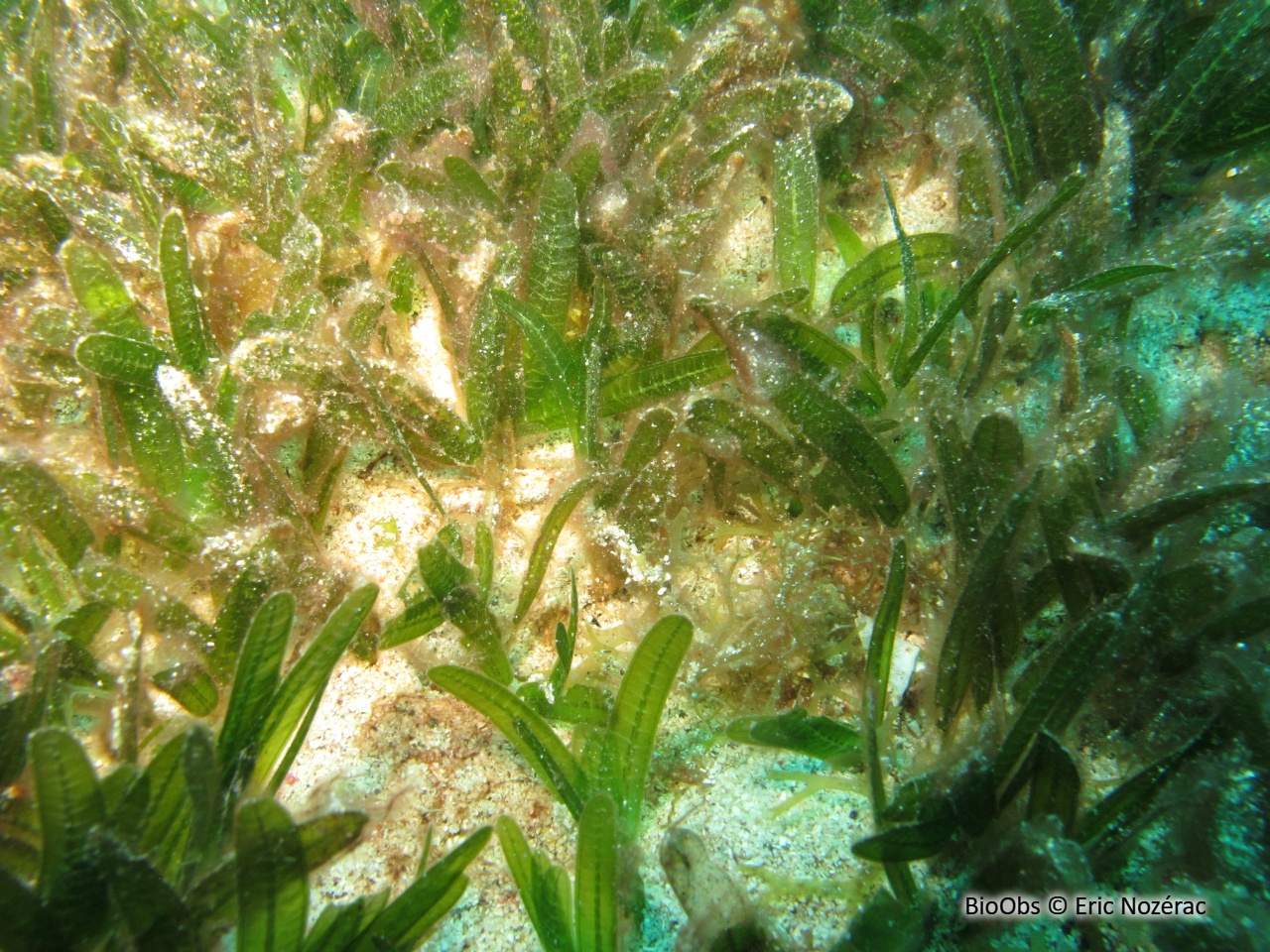 Halophile stipulée - Halophila stipulacea - Eric Nozérac - BioObs