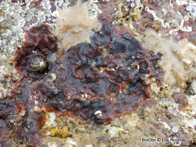 Bryozoaire orange vif et noir à points noirs - Watersipora subatra - Eric Nozérac - BioObs