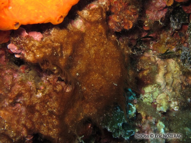 Polysiphonia - Womersleyella setacea - Eric Nozérac - BioObs