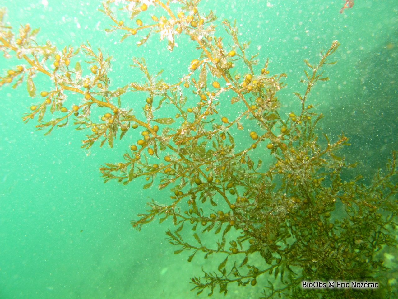 Sargasse japonaise - Sargassum muticum - Eric Nozérac - BioObs