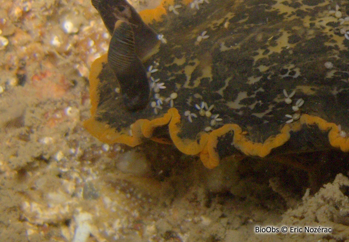 Bunny orange - Doridicola agilis - Eric Nozérac - BioObs