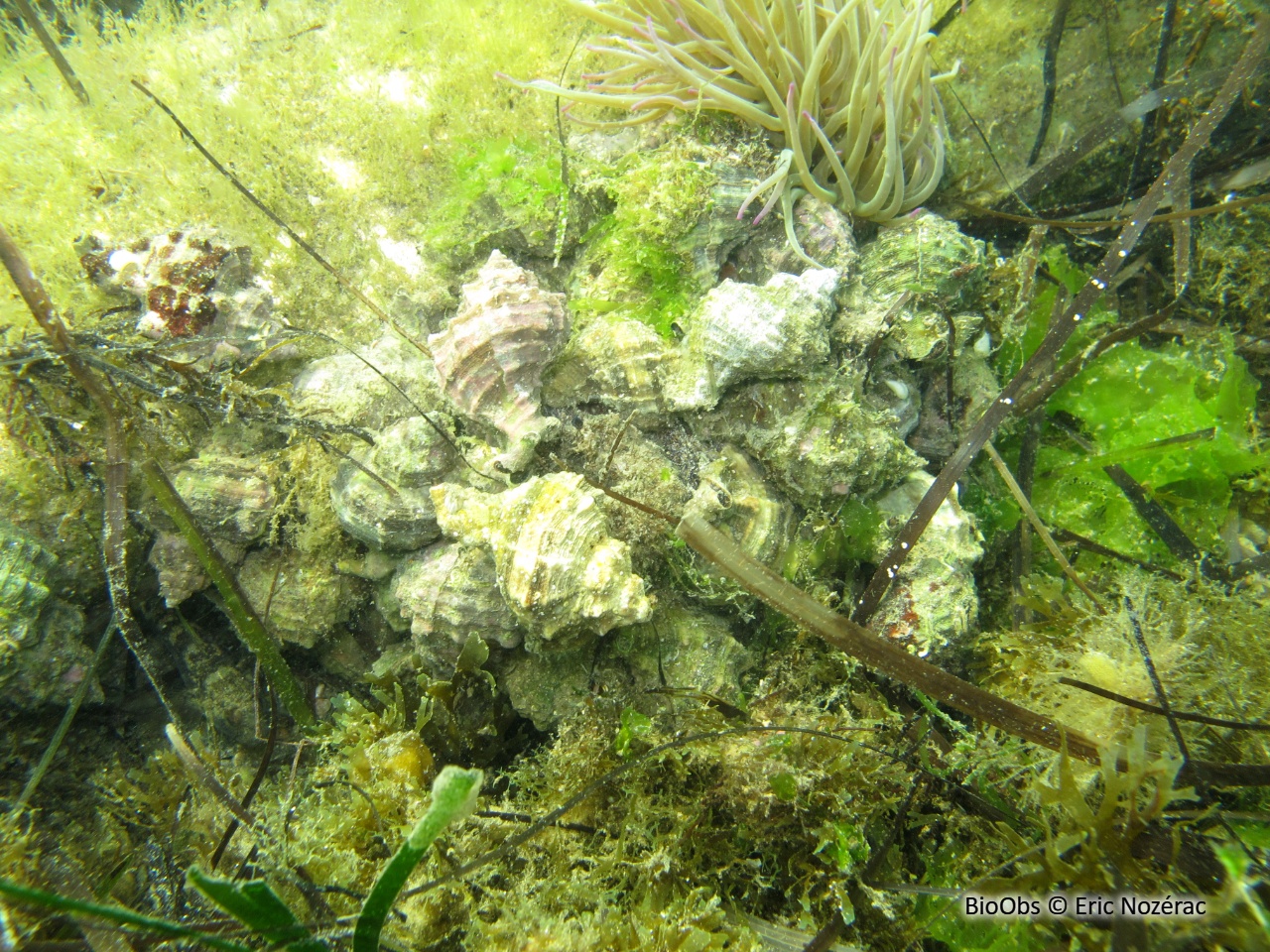 Rocher fascié - Hexaplex trunculus - Eric Nozérac - BioObs