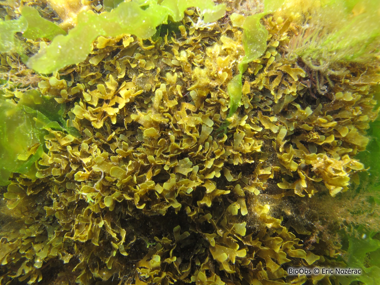 Dictyote d'Okamura - Rugulopteryx okamurae - Eric Nozérac - BioObs